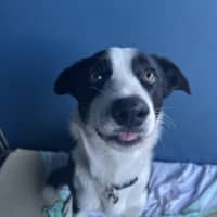 Photo of Oreo