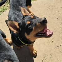 Photo of Cauliflower