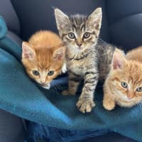 Photo of Cheeto