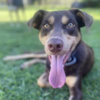 Photo of Dexter