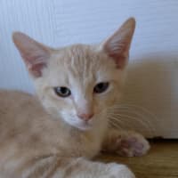 Photo of Kovu
