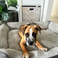 Photo of Oscar   10 Week Old Cattle Dog X Mastiff (Trial)