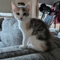 Photo of Pebbles