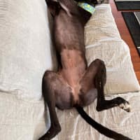 Photo of Izzy, The Greyhound