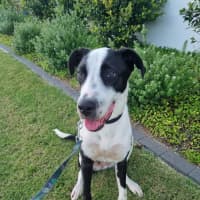 Photo of Ace *$250 Adoption Fee*