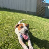 Photo of Rusty   12 Week Old Cattle Dog