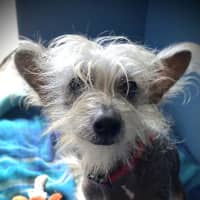 Photo of Stitch