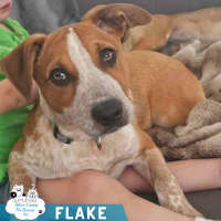 Photo of Flake