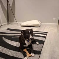 Photo of Jess   6 Month Old Staffy X Border Collie (Trial)