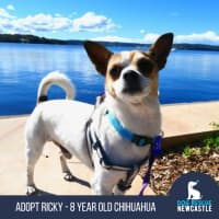 Photo of Ricky   8 Year Old Chihuahua