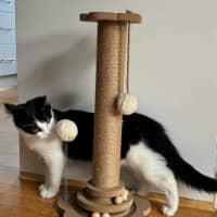 Photo of Lentil