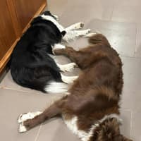 Photo of Zeke   11 Month Old Border Collie