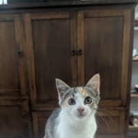 Photo of Miss Muffet