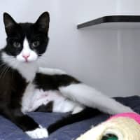 Photo of Chanel Stk013540