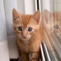 Photo of Rocket 