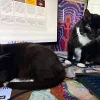 Photo of Hershey & Kiss