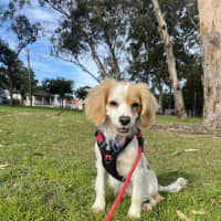 Photo of Elsa   11 Month Old Cavalier X