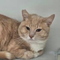 Photo of Chester