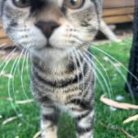 Photo of Shadow