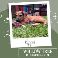 Photo of Kippa