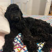 Photo of Ruby