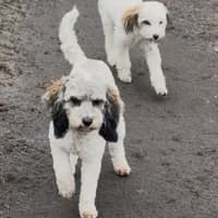 Photo of Sadie