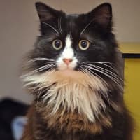 Photo of Seamus