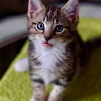 Photo of 🍞 Toast 🍞