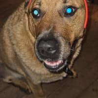 Photo of Rus   5 Year Old Cattle Dog