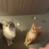 Photo of Sunny   Your Ray Of Sunshine