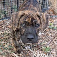 Photo of The Grasses Litter 