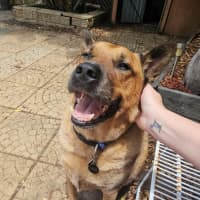 Photo of Rus   5 Year Old Cattle Dog