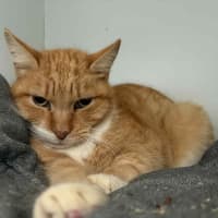 Photo of Tiger