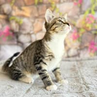 Photo of Marlon  In Foster Care In Greensborogh