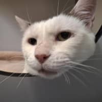 Photo of Magnus