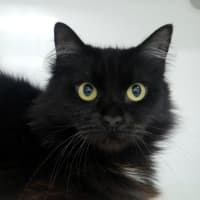 Photo of Nyx Sua013135