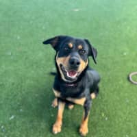 Photo of Roxy Imp 1353