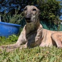 Photo of Silver, The Greyhound