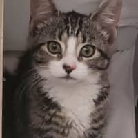 Photo of Layla   Located In Templestowe