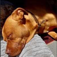 Photo of Boof   2 Year Old Mastiff X