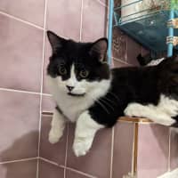 Photo of Puffiin   In Foster Care In Reservoir