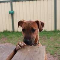 Photo of Honey