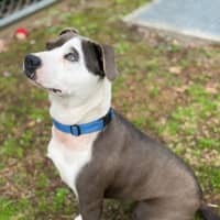 Photo of Shelby 