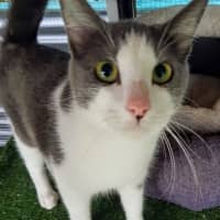 Photo of Soup   Now At Pet Quarters Thornton