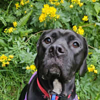 Photo of Benny   1 Year Old Mixed Breed