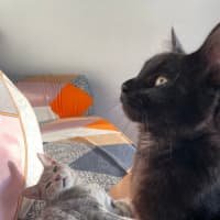 Photo of Shadow