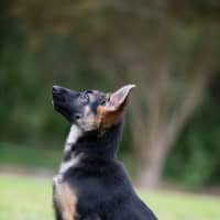 Photo of Ember