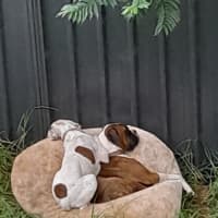 Photo of Waffles And Maple