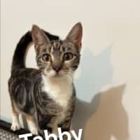 Photo of Tabby 