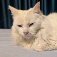 Photo of Snowball